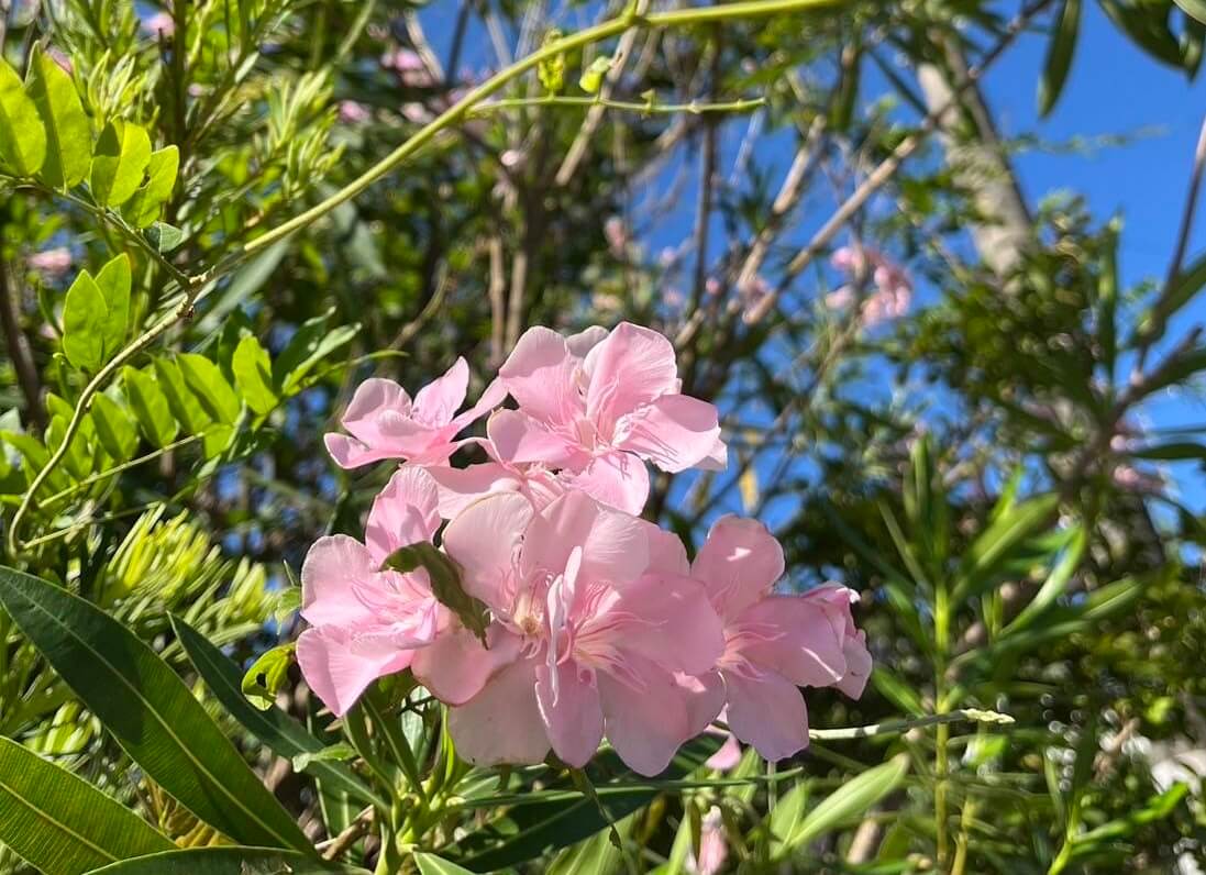 ノニマイページ！